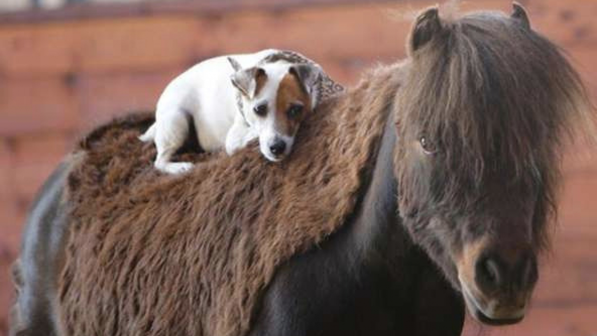 Illustration : "Un chien qui rêvait depuis toujours de grimper sur le dos d’un cheval l’a fait et s’est lié d’amitié avec son compagnon"