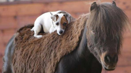 Illustration : Un chien qui rêvait depuis toujours de grimper sur le dos d’un cheval l’a fait et s’est lié d’amitié avec son compagnon
