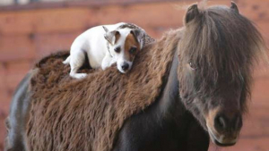 Illustration : Un chien qui rêvait depuis toujours de grimper sur le dos d’un cheval l’a fait et s’est lié d’amitié avec son compagnon