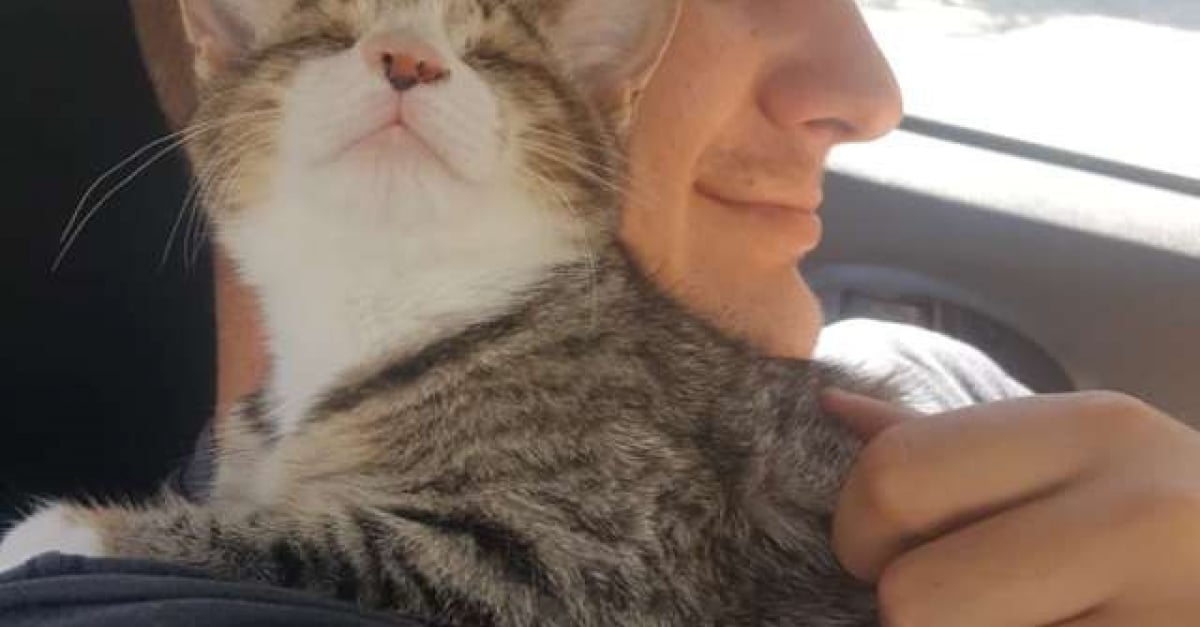 Un Chaton Ne Aveugle Sauve Et Adopte Fait Craquer Tout Ceux Qui L Entourent Un Chaton Ne Aveugle Sauve Et Adopte Fait Craquer Tout Ceux Qui L Entourent