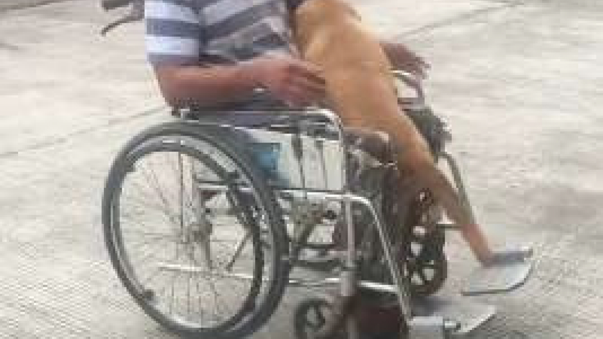 Illustration : "Un chien pousse le fauteuil roulant de son maître grâce à son museau pour lui venir en aide"