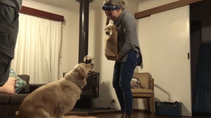 Illustration : Surprise par la présentation d’un nouvel arrivant, la réaction de cette chienne est adorable (vidéo)