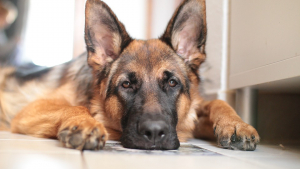 Illustration : Son chien avait été embarqué par la SPA pendant qu’il était en vacances, il parvient à le récupérer