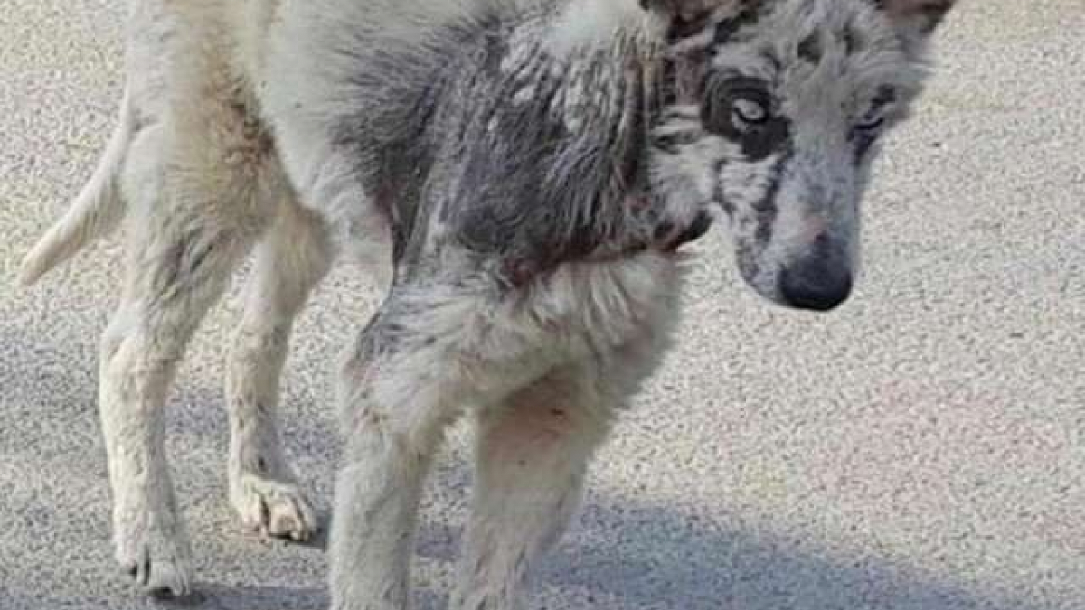Illustration : "À la limite de perdre la vie, cette chienne Husky va être sauvée in extremis"
