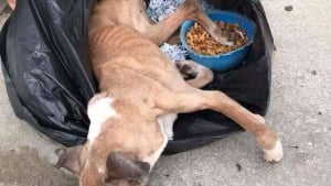 Illustration : Un chien découvert dans un sac poubelle devant un refuge, l’autre accroché à un poteau