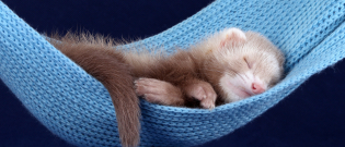 Illustration : "Les accessoires indispensables pour la cage du furet"
