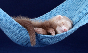 Illustration : "Les accessoires indispensables pour la cage du furet"