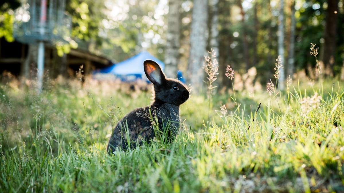 Illustration : "La santé du lapin est une affaire de tous : lasantedemonlapin.fr est la solution"