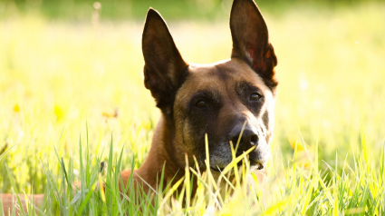 Illustration : Un chien déclaré euthanasié par le vétérinaire revient à la vie dans une autre famille