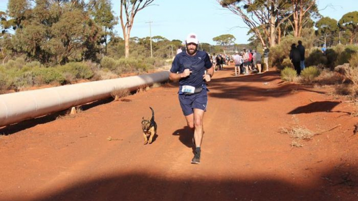 Illustration : "Un chien errant s'immisce dans un semi-marathon en Australie court 21 kilomètres !"