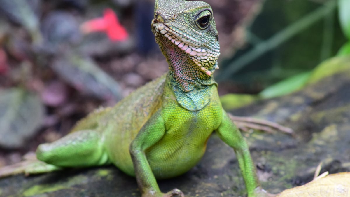 Illustration : "Le langage corporel du lézard"