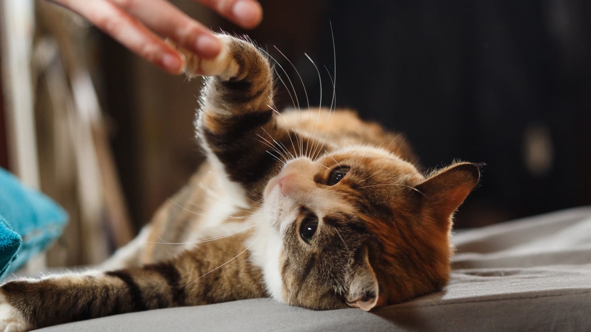 Illustration : "Jouer avec son chat en intérieur"