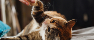 Illustration : "Jouer avec son chat en intérieur"