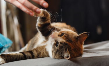 Illustration : "Jouer avec son chat en intérieur"