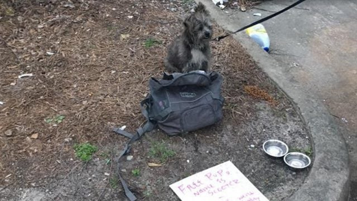 Illustration : "Un chien est laissé devant un magasin par son propriétaire, placé en détention"