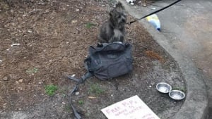 Illustration : Un chien est laissé devant un magasin par son propriétaire, placé en détention