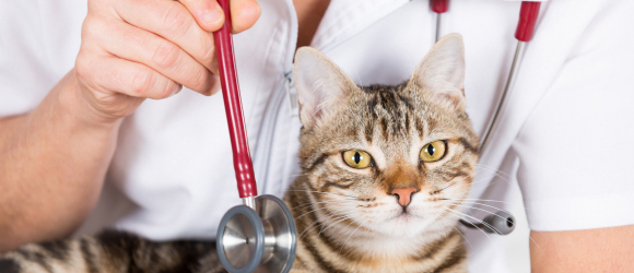Illustration : "Les problèmes respiratoires chez le chat"