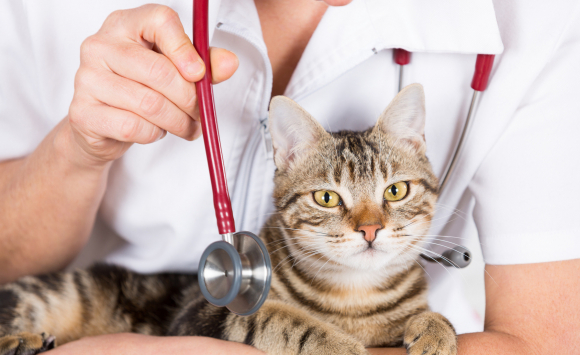 Les Causes Et Raisons Des Problemes Respiratoires Chez Votre Chat