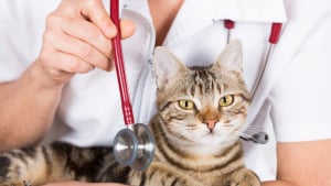Illustration : Les problèmes respiratoires chez le chat