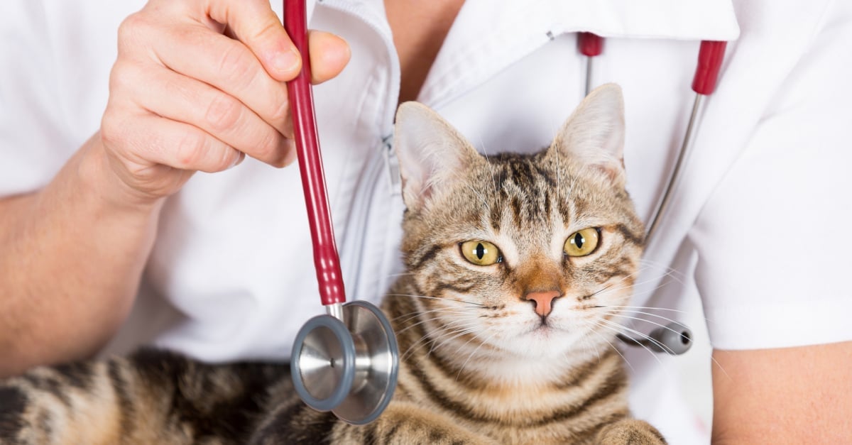 Les Causes Et Raisons Des Problemes Respiratoires Chez Votre Chat