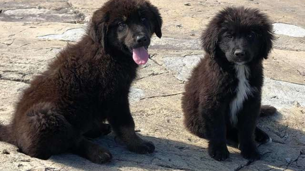 Illustration : "Sept chiots abandonnés sur une île déserte appellent à l’aide et vont être secourus"