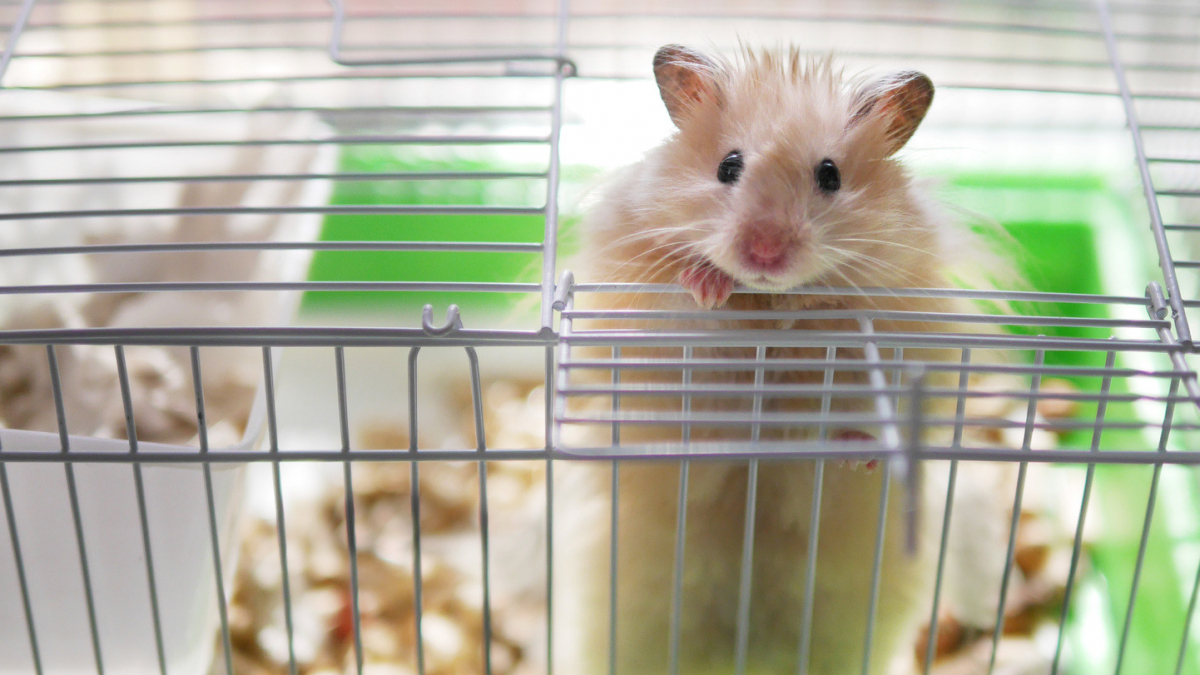 Illustration : "Choisir une cage de transport pour hamster"