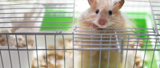 Illustration : "Choisir une cage de transport pour hamster"