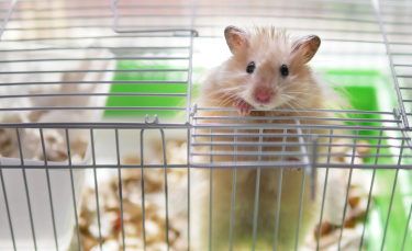 Illustration : "Choisir une cage de transport pour hamster"