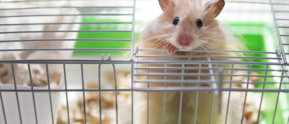 Illustration : "Choisir une cage de transport pour hamster"