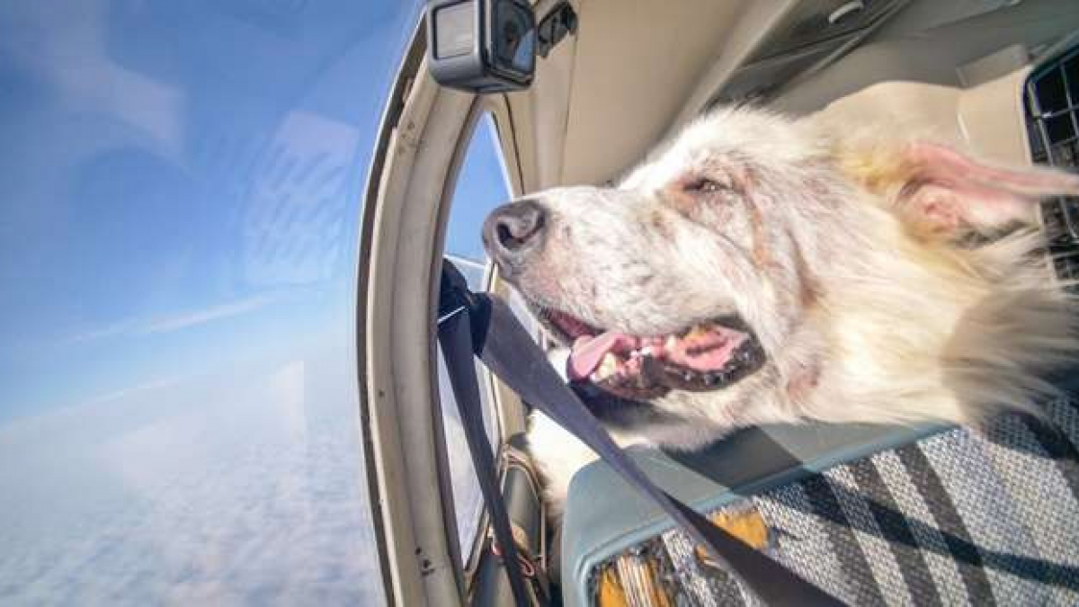 Illustration : "Un chien sauvé grâce à un vol en avion ne cache pas sa joie d’être dans les airs"