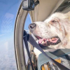 Illustration : Un chien sauv&eacute; gr&acirc;ce &agrave; un vol en avion ne cache pas sa joie d&rsquo;&ecirc;tre dans les airs