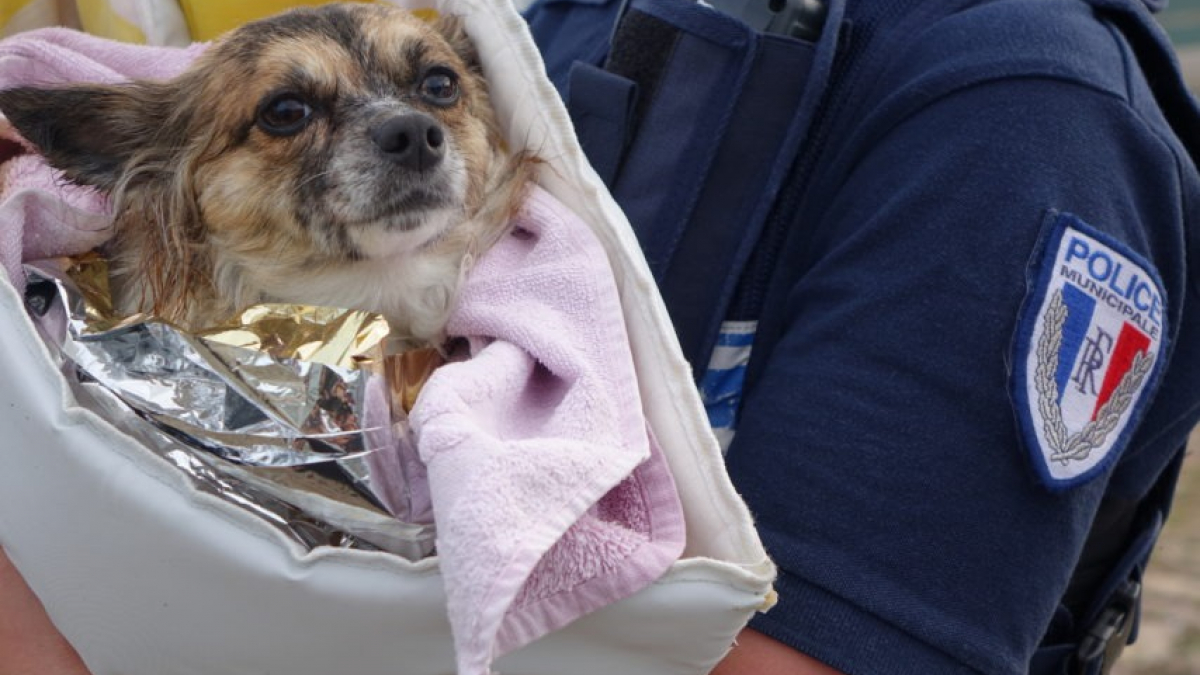 Illustration : "Le Havre : un jeune homme de 16 ans tente de sauver un chien de la noyade en plongeant à son secours (vidéo)"