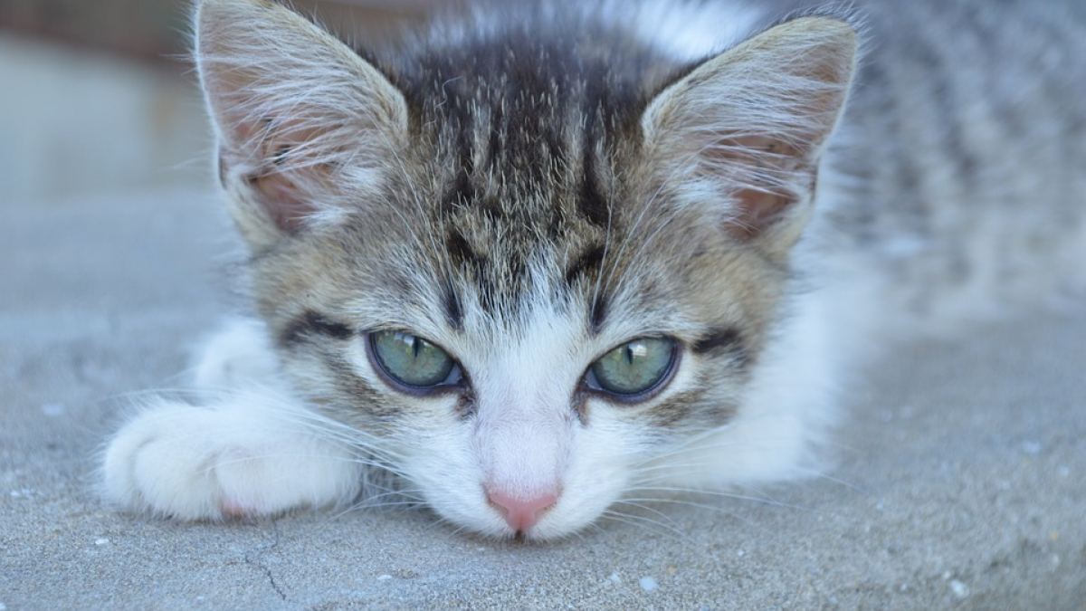 Illustration : "Quiberon : un refuge pour chats a été saccagé, un appel à la solidarité a été lancé pour le réhabiliter"