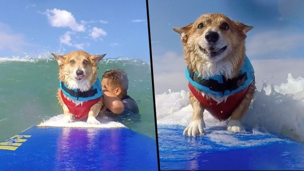 Illustration : "Attaqué et grièvement blessé, un Corgi pratique le surf comme thérapie (vidéo)"