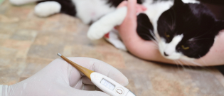 Illustration : "Comment prendre la température de son chat"