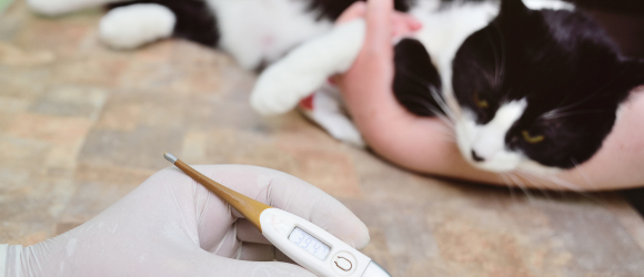 Illustration : "Comment prendre la température de son chat"