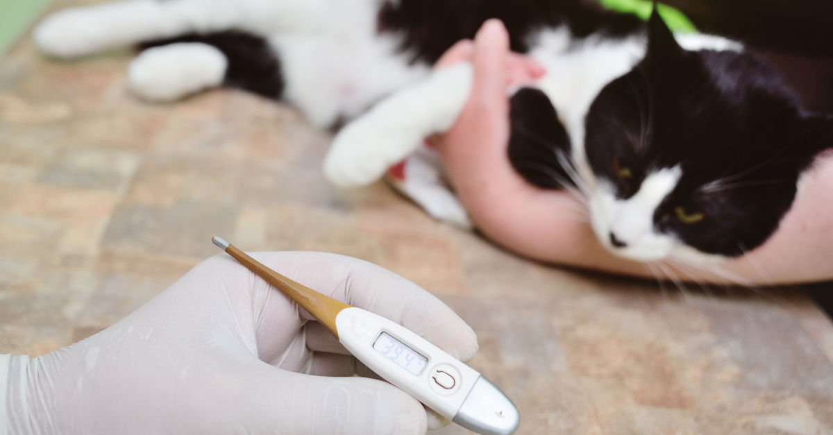 La Methode Pour Prendre La Temperature Corporelle De Votre Chat