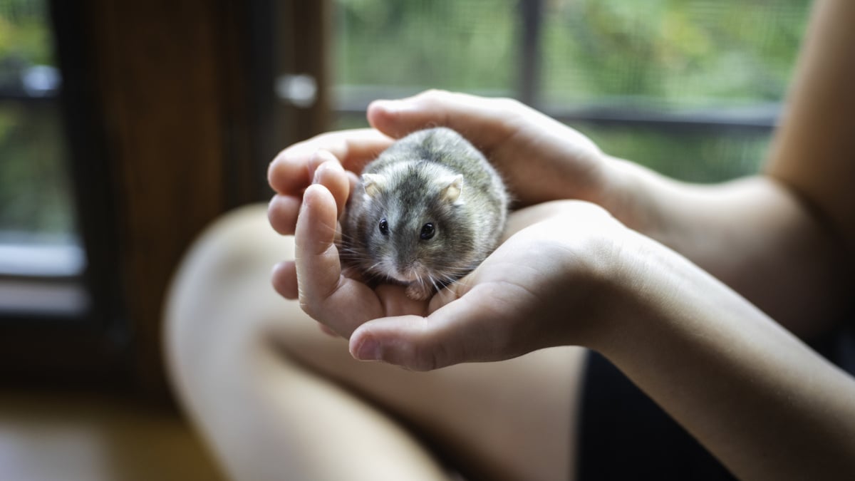 Illustration : "Pourquoi mon hamster est-il agressif ?"