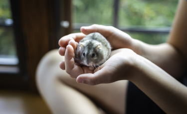 Illustration : "Pourquoi mon hamster est-il agressif ?"
