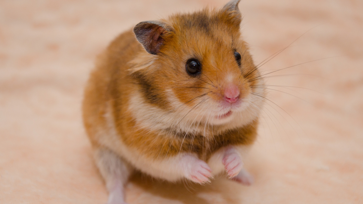 Illustration : "Les troubles digestifs chez le hamster"