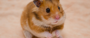 Illustration : "Les troubles digestifs chez le hamster"