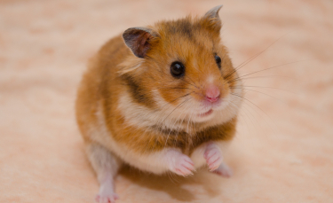 Illustration : "Les troubles digestifs chez le hamster"