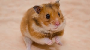 Hamster : un animal de compagnie idéal - Clinique vétérinaire Mulhouse