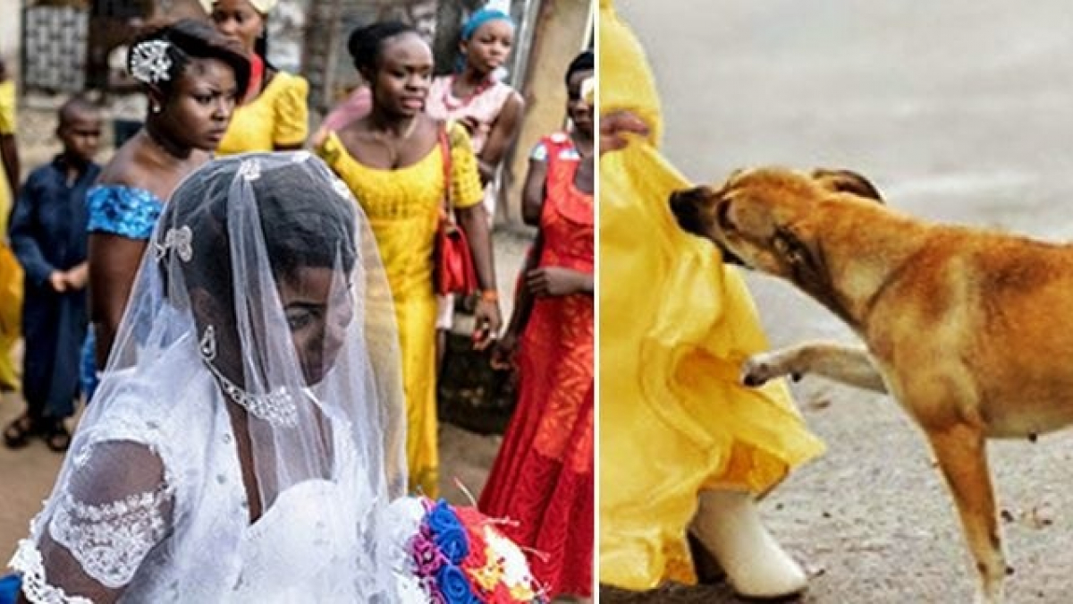 Illustration : "Nigéria : un chien donne sa vie pour arrêter un kamikaze prêt à se faire exploser en plein mariage"