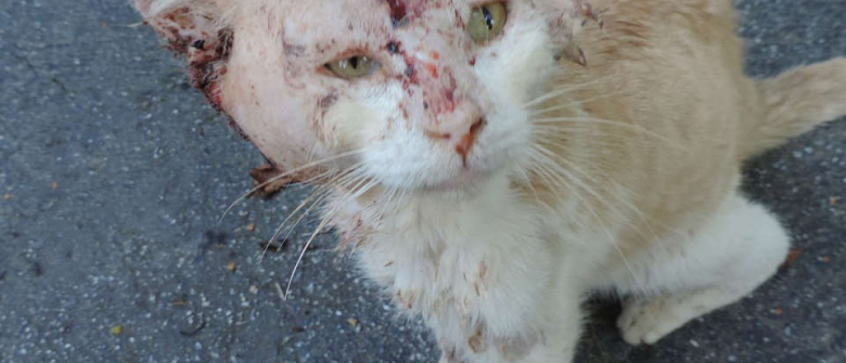 Une Femme Sauve Un Chat Mal En Point De La Rue Et Celui Ci Va Se Battre Pour Survivre