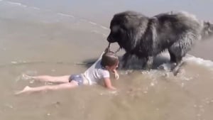 Illustration : Un chien écarte sa jeune maitresse de l’eau, avant qu’il n’arrive malheur (vidéo)