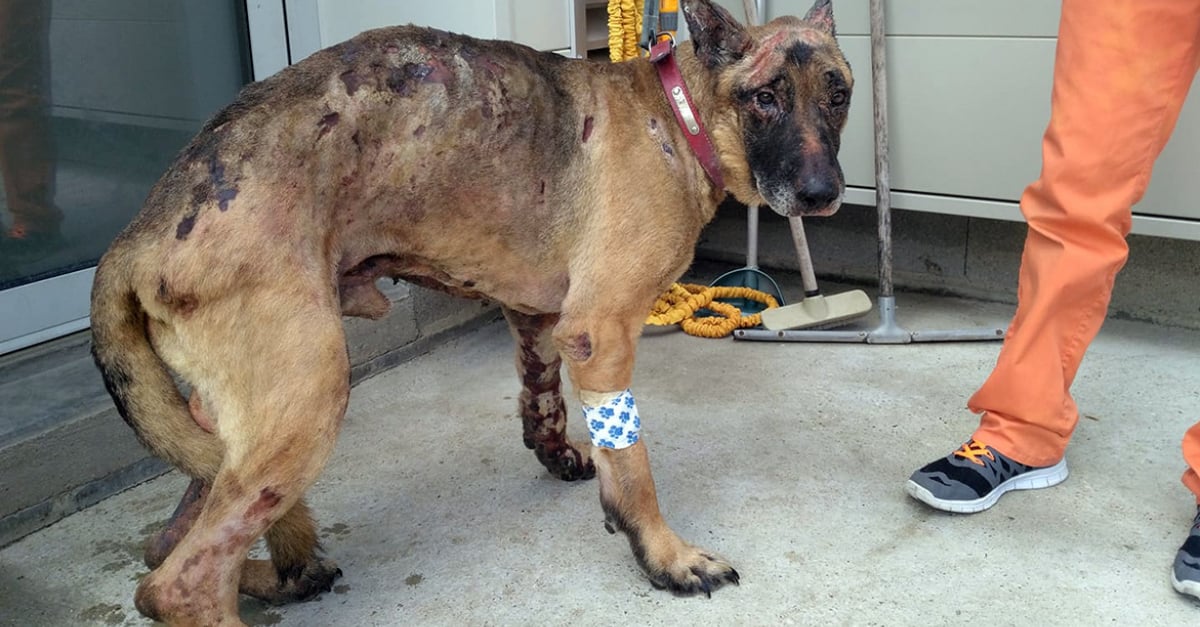 Pourquoi Les Chiens Restent Collés Après L Accouplement Accouplement Chien Femme