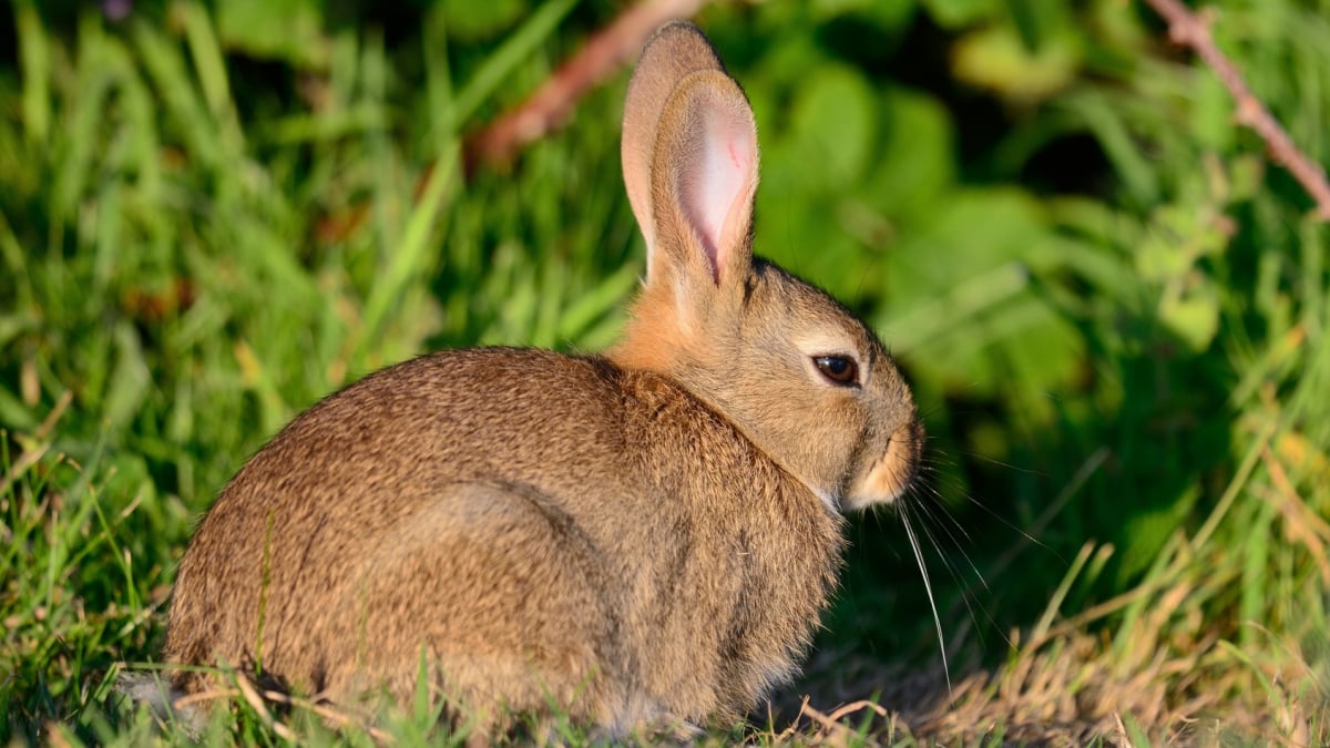 Illustration : "Pourquoi mon lapin est-il agressif ? "