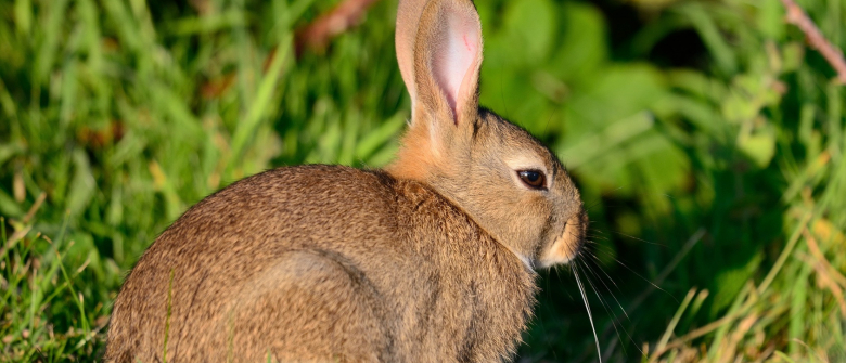 Illustration : "Pourquoi mon lapin est-il agressif ? "