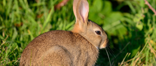 Illustration : "Pourquoi mon lapin est-il agressif ? "